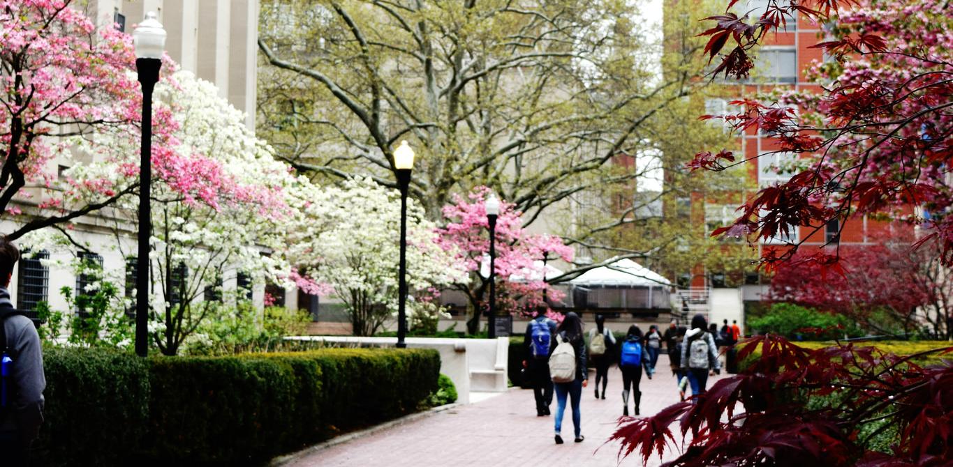 Spring in bloom, campus walkway